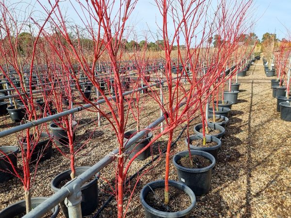 Japanese Maple Tree Senkaki