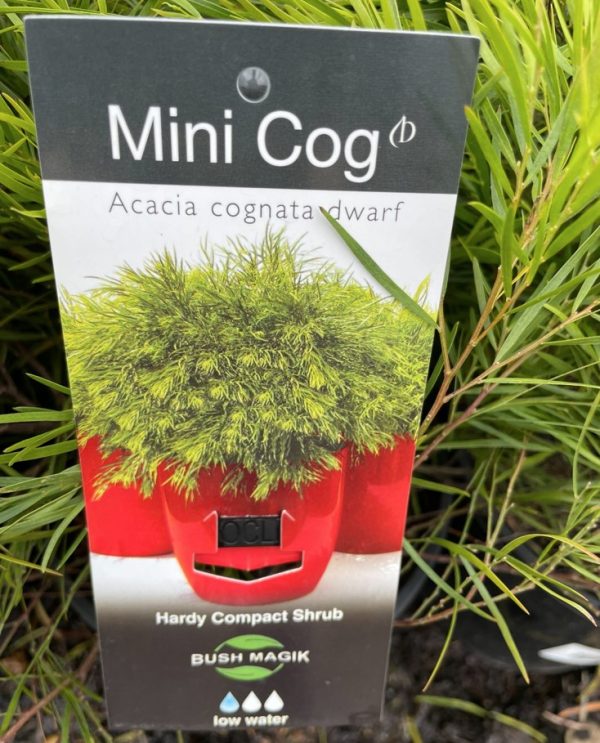Acacia Mini Cog