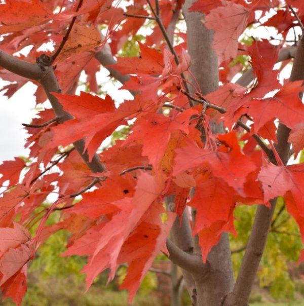Maple Jeffersred Autumn Blaze