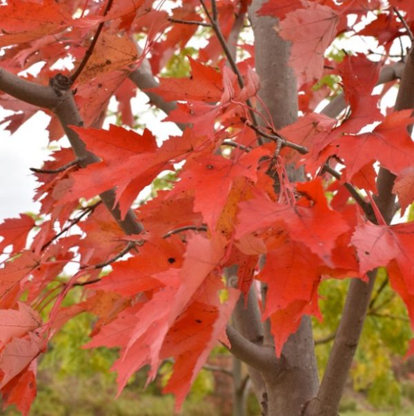 Autumn Blaze Red Maple Tree