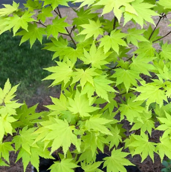 Upright Japanese Maple Tree