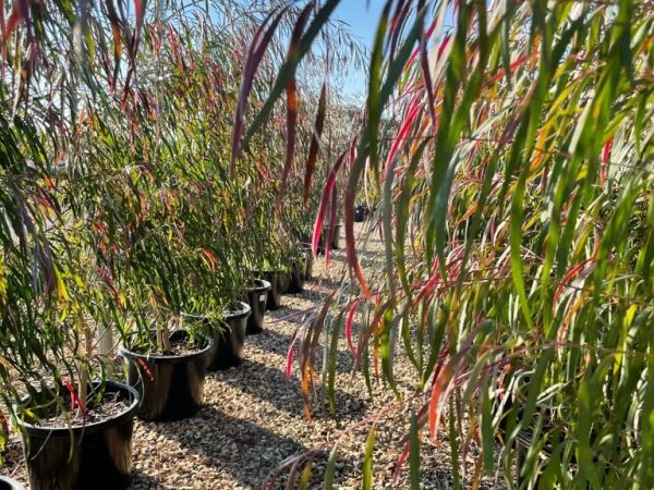 Agonis flexuosa Burgundy Willow Myrtle