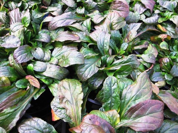Ajuga reptans Bugle Weed