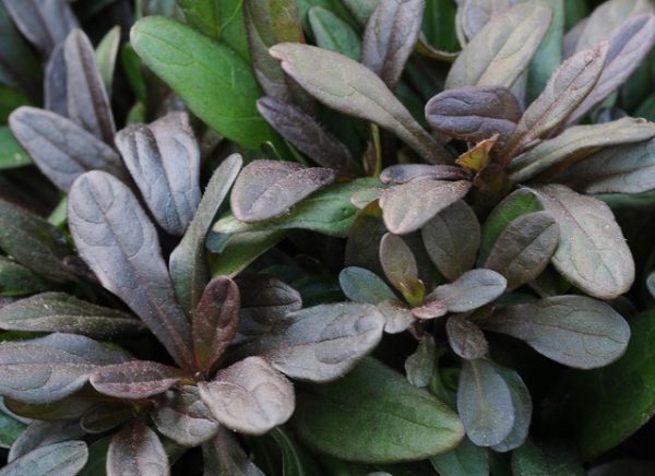 Ajuga Chocolate Chip
