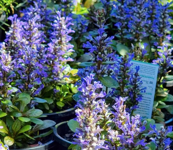Ajuga reptans Tuff and Tidy Groundcover