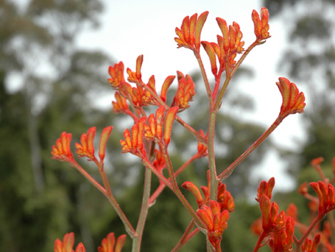 Anigozanthos Landscape Tangerine