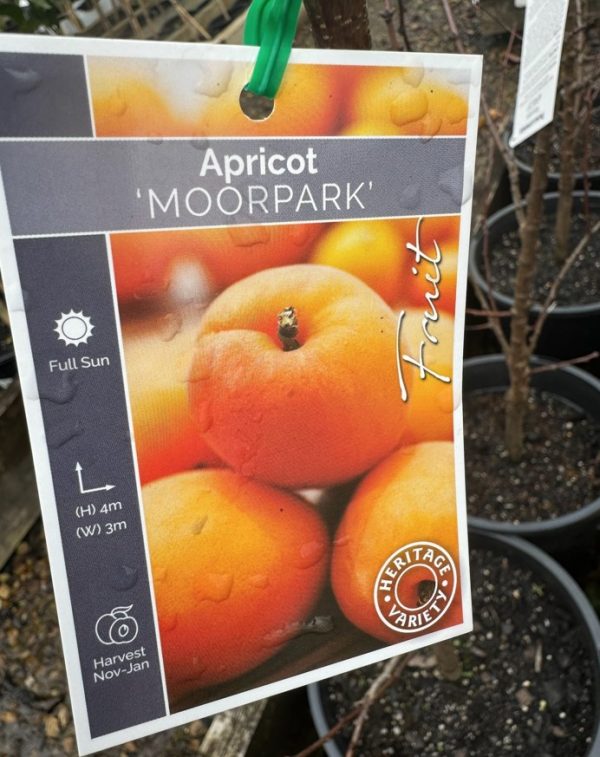 Apricot Tree Moorpark