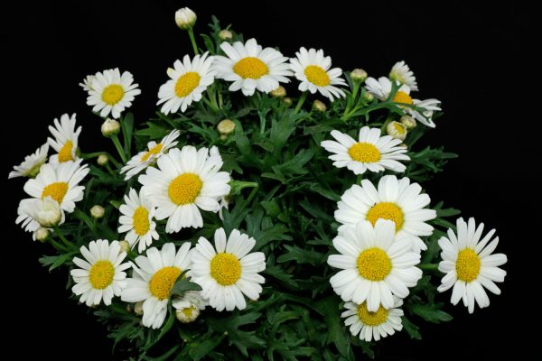 Marguerite Daisy