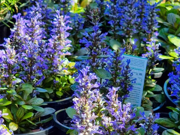 Ajuga Tuff and Tidy