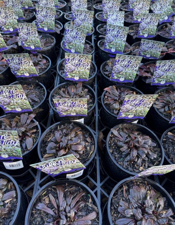 Ajuga reptans Tuff N Tidy