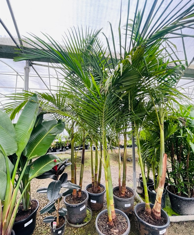 Bangalow Palm