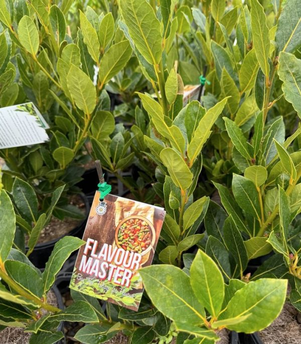 Bay Tree Flavour Master