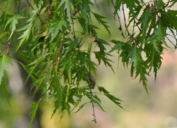 Cut Leaf Birch