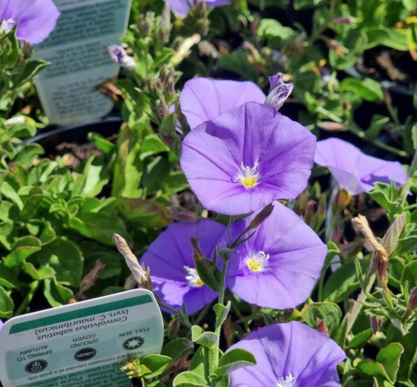 Blue-Morning-Glory-Convolvulus-sabatius