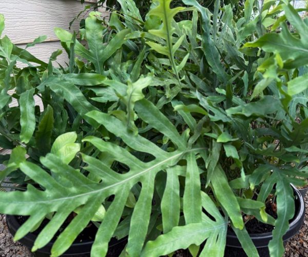 Blue Star Fern Phlebodium
