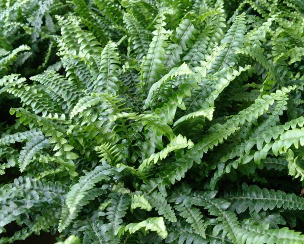 Boston Fern