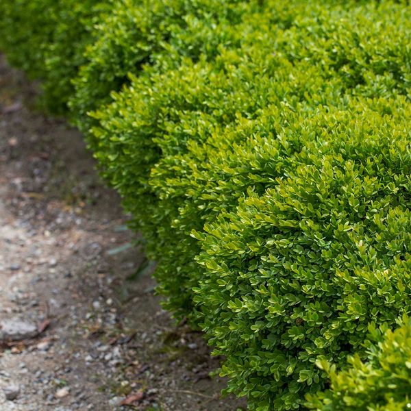 Buxus suffruticoa Dutch Box