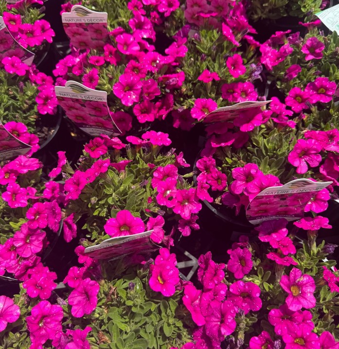 Calibrachoa-Calipetite-Rose Pink Calibrachoa