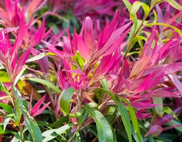 Bottlebrush Great Balls of Fire