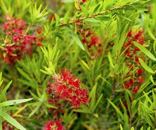 Bottlebrush Dawson River Weeper
