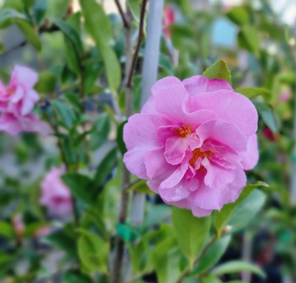 Camellia Jennifer Susan