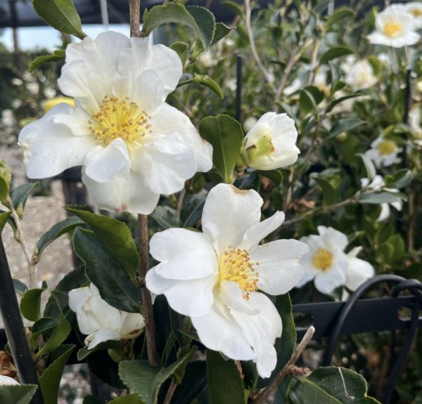 Camellia sasanqua Setsugekka