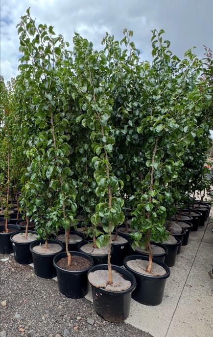 Ornamental Pear