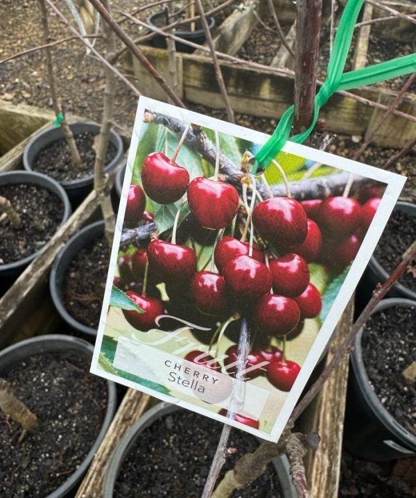 Cherry Tree Stella