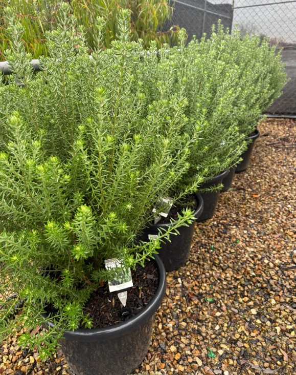 Coastal Rosemary Funky Chunky