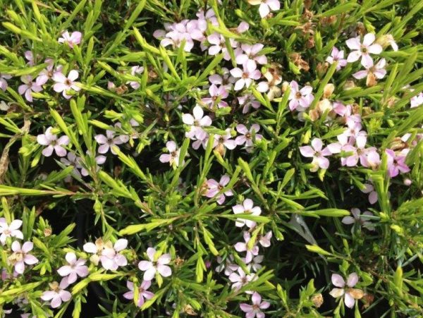 Dwarf Diosma