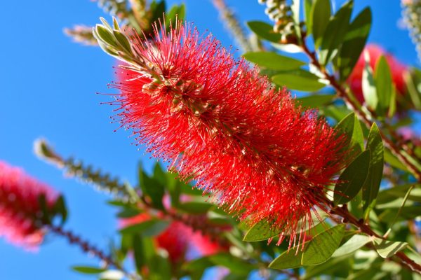 Callsitemon citrinus Red Bottlebrush