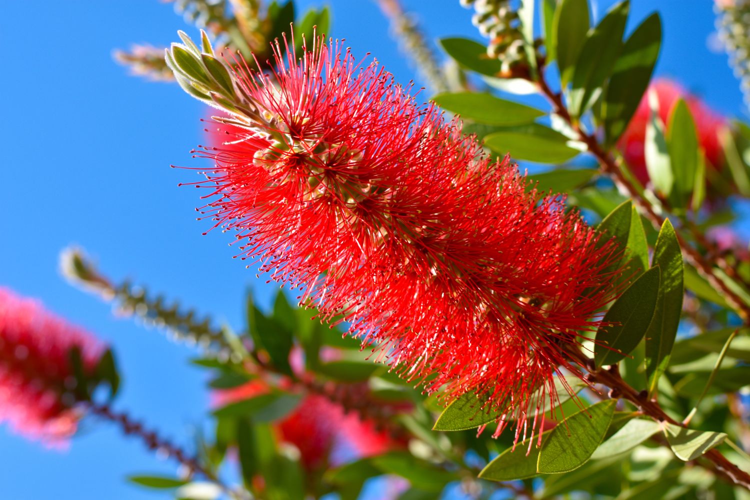 Bottlebrush callistemon varieties bushes 1ft shrubs branches Bottle brush plant texas