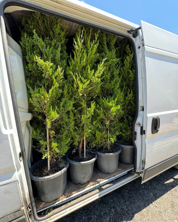 Spartan Conifers Melbourne