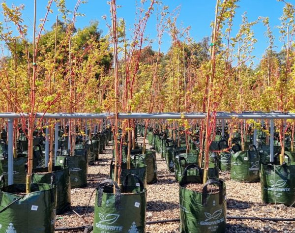 Coral Bark Maple Tree Senkaki