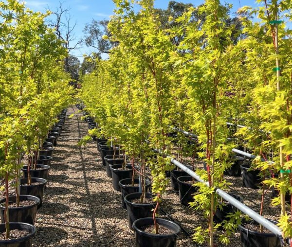 Coral Bark Maple Tree Senkaki