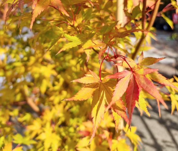 Coral Bark Maple Tree Senkaki