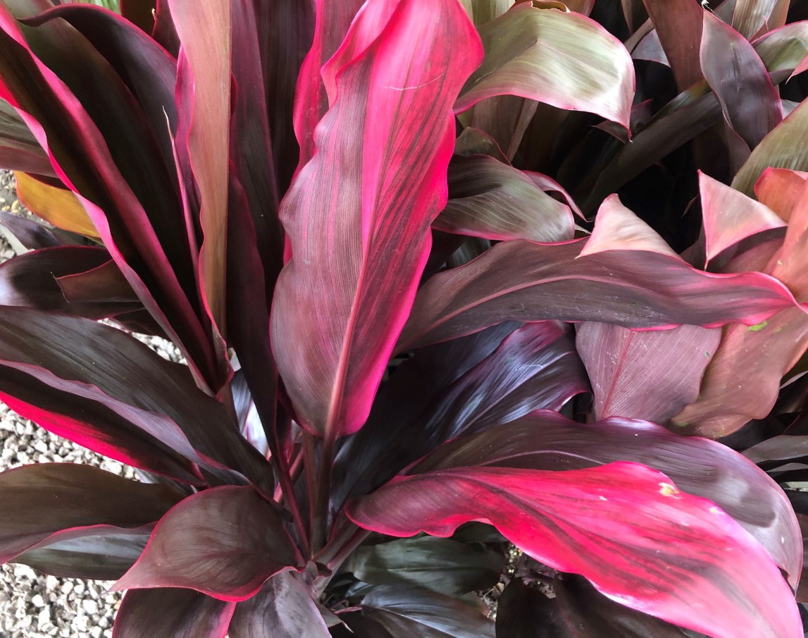 Cordyline Rubra