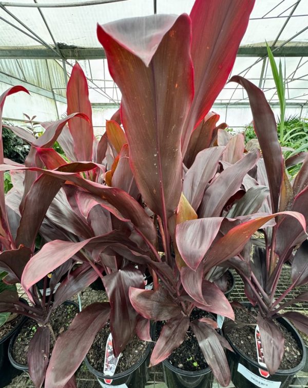 Cordyline Rubra