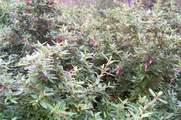 Correa decumbens