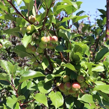 Crabapple-Tree-Gorgeous Crabapple Tree Gorgeous