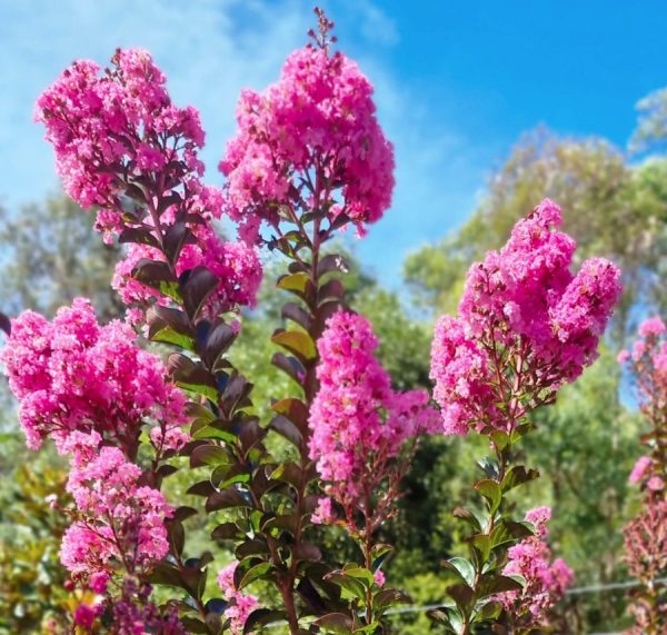 Crepe Myrtle Sioux