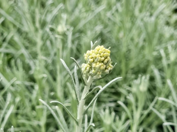 Curry Plant Herb