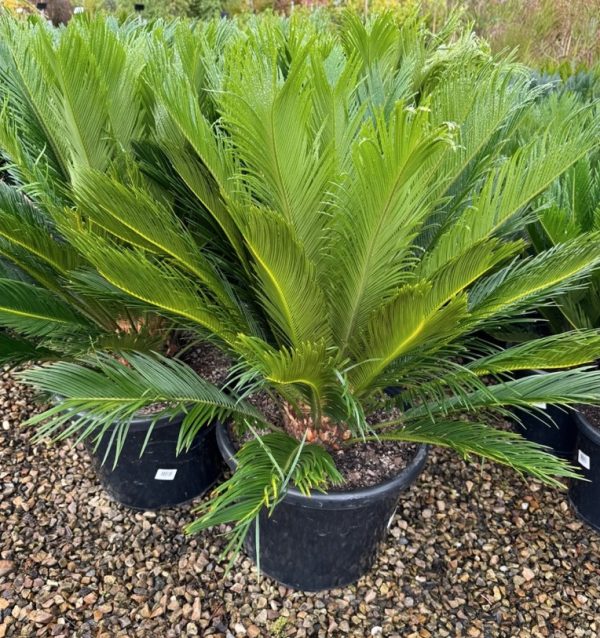 Cycad Cycas revoluta Sago Palm