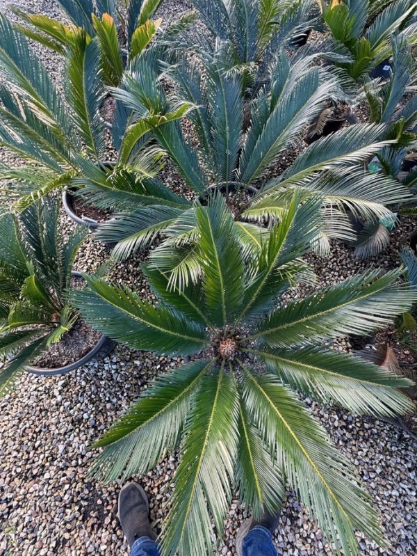 Cycad Japanese Sago Palm
