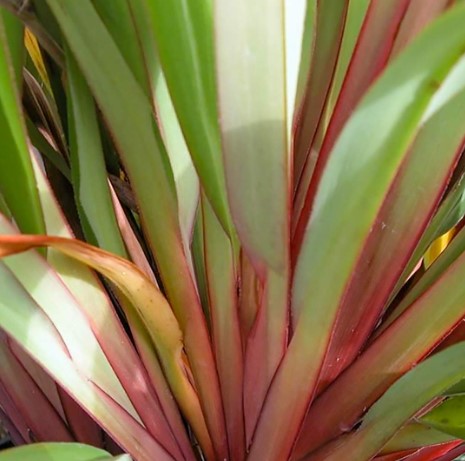 Dianella Cherry Red