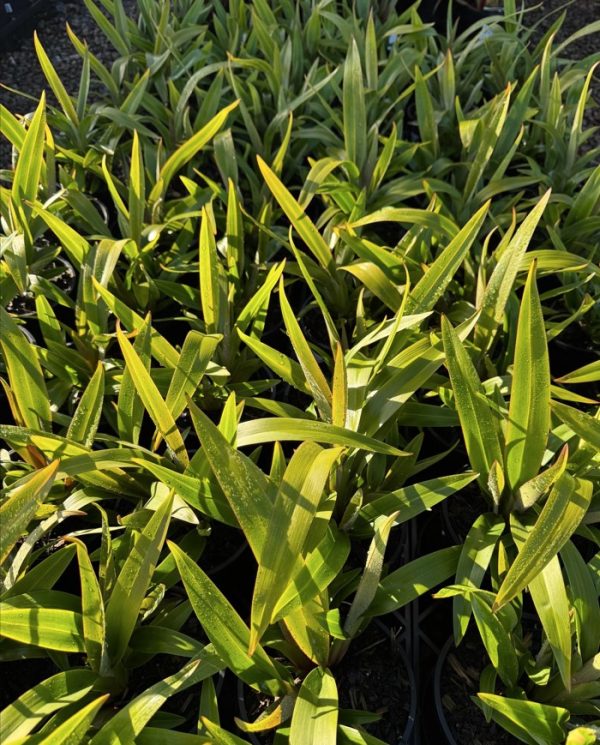 Dianella Tasred