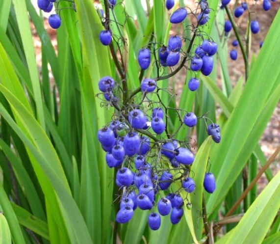 Dianella tasmanica