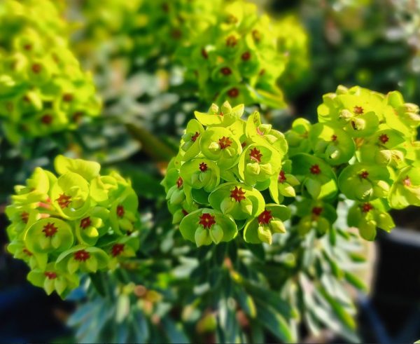Dwarf Euphorbia martinii