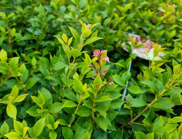 Dwarf Lilly Pilly Hedging Tree