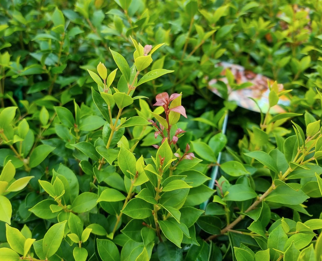 Dwarf-Lilly-Pilly-Allyn-Magic Dwarf Lilly Pilly